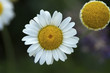 blühende und abgeblühte Margarite