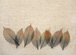 Foto: Leaves on canvas texture Leaves on canvas texture
