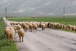 sheep grazing