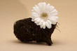 Gerbera mit Herz