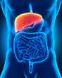 Human Liver Anatomy in X-ray View