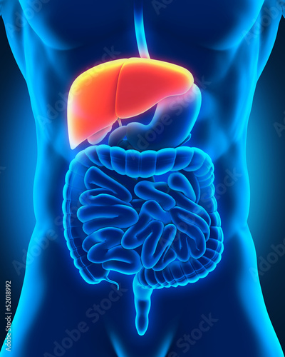 Illustration: Human Liver Anatomy in X-ray View Human Liver Anatomy in X-ray View