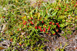 Bushes of foxberry.