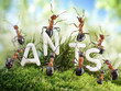 Foto: We Are The Ants. ant tales We Are The Ants. ant tales