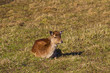 wild deer