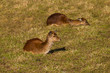 wild deer