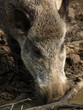 Wild boar