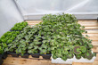 Home grown  bedding plants