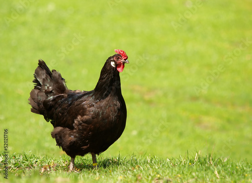 Photo: POULE POULE