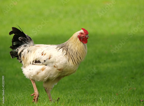 Photo: COQ COQ