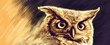 drawing of Great Horned Owl staring with golden eyes