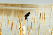The Red-winged Blackbird.