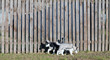 Puppies run along the fence