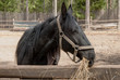 black horse portrait