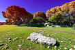 Clearing in Galilee