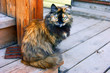 Photo: Pushistaya cat Pushistaya cat