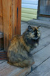 Photo: Cat of the siberian sort Cat of the siberian sort