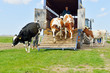 catlle of cows jumping out of transport truck in meadow