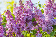 Lilac flowers