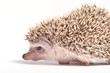 Hedgehog  isolate on white background