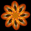 Rose petal Fire flaming flower