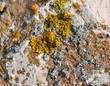 Close-up Of Colorful Lichens, ...