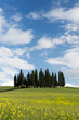 Foto: Cypresses in Tuscany Cypresses in Tuscany