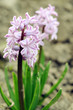 Photo: Purple hyacinth in a garden Purple hyacinth in a garden