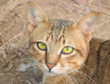 Closeup portrait of the cat face