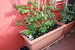 vegetable garden on the terrace of a house with tomato plants