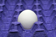 Single Chicken egg in paper tray