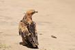 tawny eagle