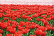 tulip field on agricultural land
