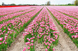 tulip field on agricultural land