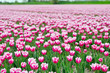 tulip field on agricultural land