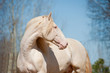 perlino lusitano horse with blue sky background