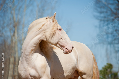 Photo: perlino lusitano horse with blue sky background perlino lusitano horse with blue sky background