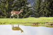 Rotwild auf der Wiese