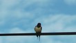 Bird singing on a telephone wire singing - Swallow Bird