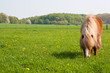hauspony auf der wiese