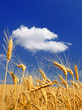 Wheat field