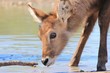 Waterbuck Calf - African Wildlife inspecting Life