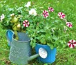 bunte Petunien / dekorativ im Garten