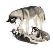 Siberian Husky Family