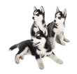 Siberian Husky Puppy
