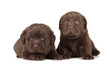Two Chocolate Labrador Retriever Puppies