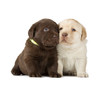 Foto: Chocolate & Chocolate Labrador Retriever Puppies Chocolate & Chocolate Labrador Retriever Puppies