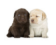 Chocolate & Chocolate Labrador Retriever Puppies