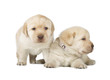 Two Yellow Labrador Retriever Puppies