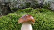 macro cep boletus mushroom grow forest moss water drops fall